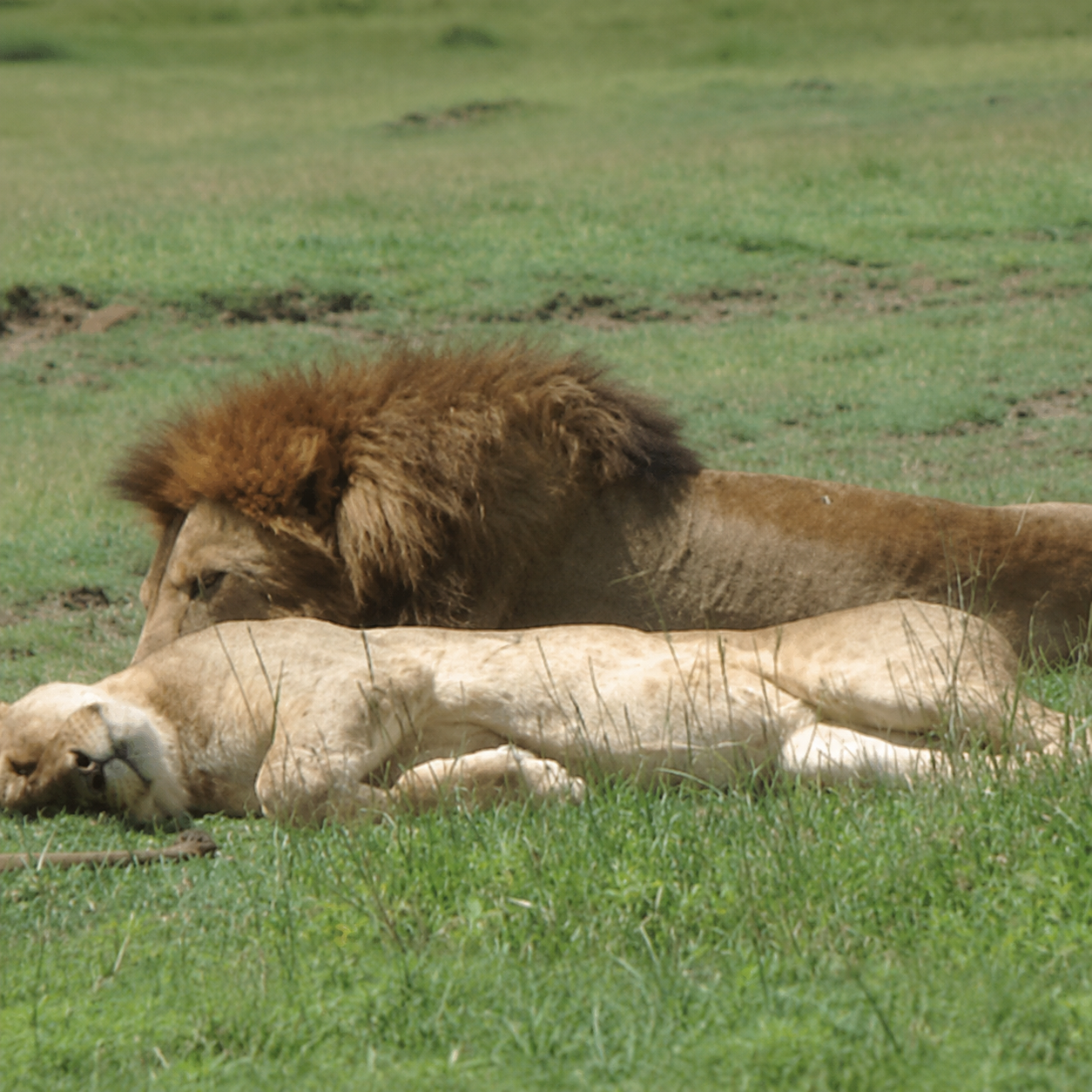 How Does a Lion Pride Really Work? | Safari Secrets - SS-004